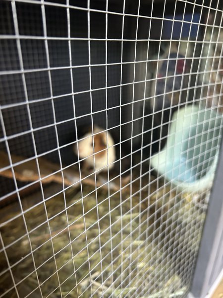 Two male Guinea pigs for adoption