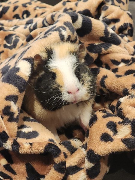 Boy Guinea Pig needs a new forever home