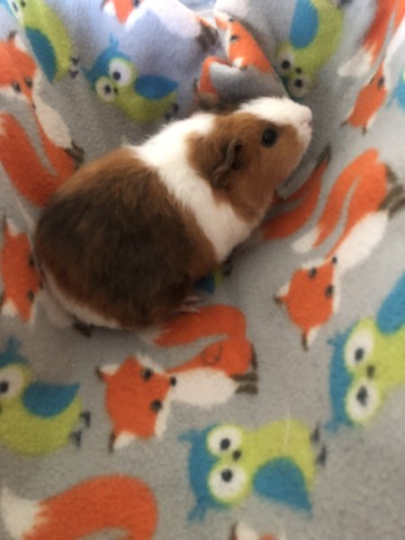 Female Guinea Pigs