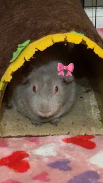 2 guinea pig boars (rare color)