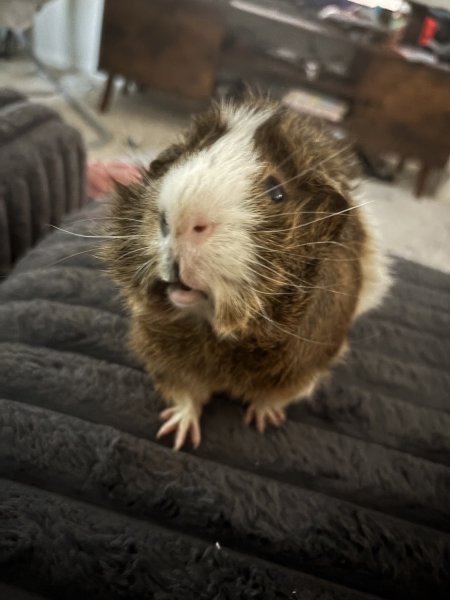 2 cute guinea pigs needing a home