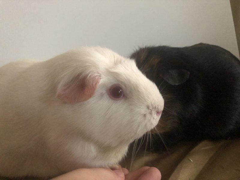 2 guinea pigs Ritsu(black brown) Mio(albino)