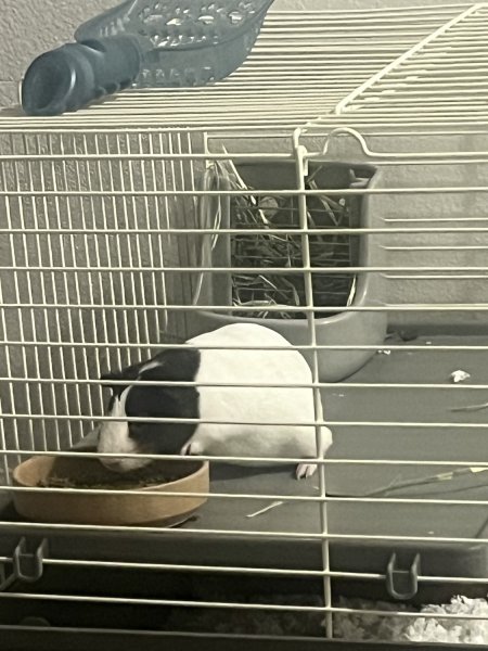 Ralph Guinea pig with cage food and stuff