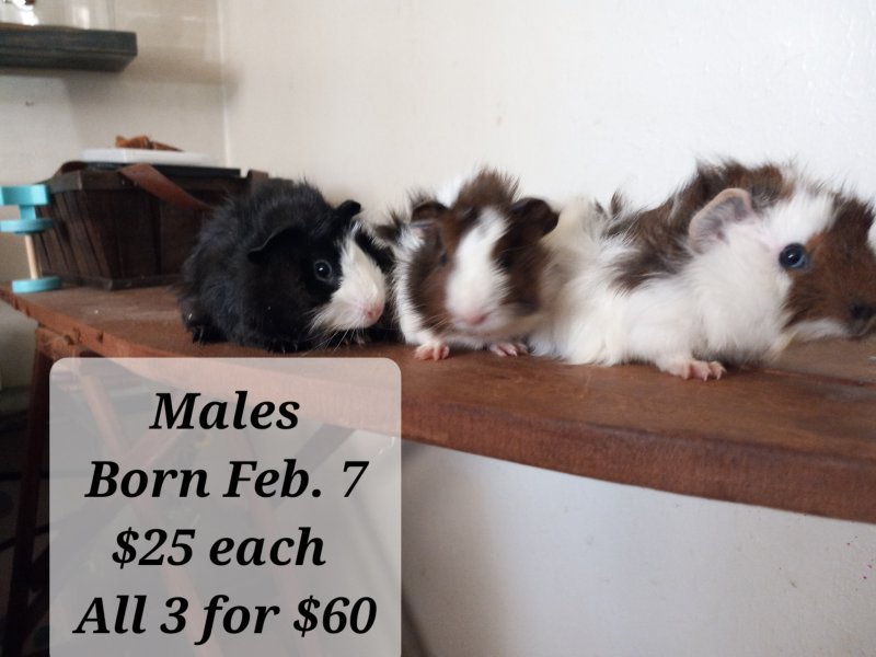 3 Male Guinea Pigs 1 month old