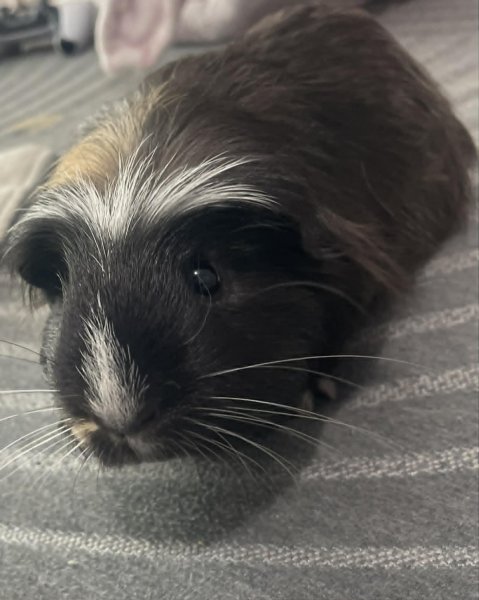 Young Guinea Pig + Cage