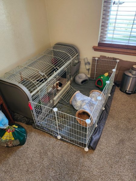 Two bonded, male  guinea pigs with large cage