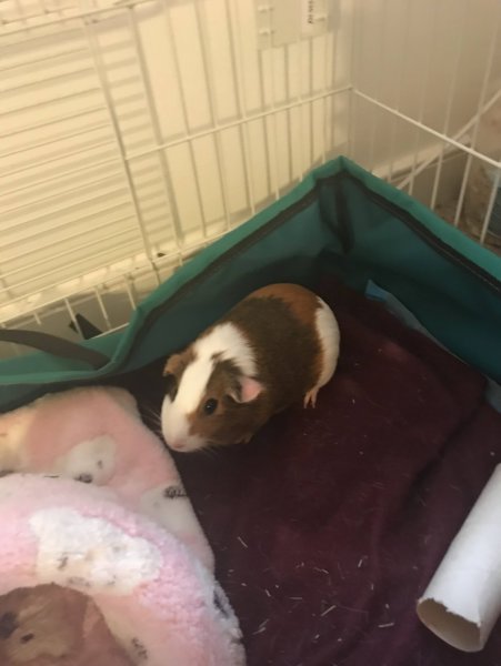 2 Female Guinea Pigs Need a Good Home