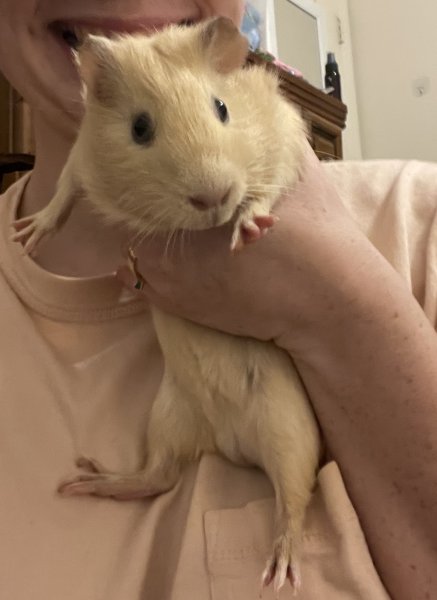 Male Guinea Pig Looking For New Home