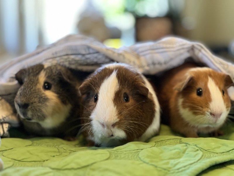 Bonded Friendly Guinea Pig Trio