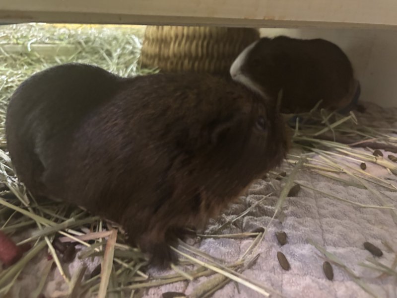 Chocolate &amp;amp; S&#039;mores looking for a loving home