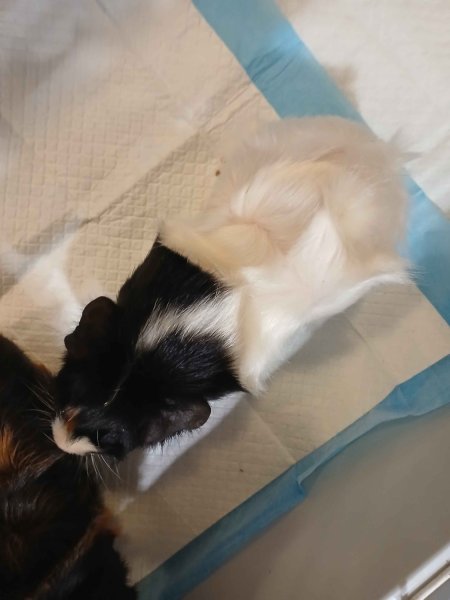 3 lovely Guinea pigs