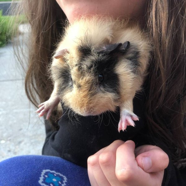 Leo - lunkarya boar, adolescent