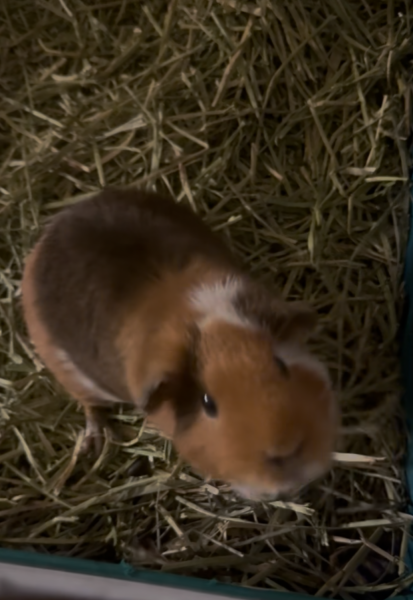 Single Female Looking for a Friend