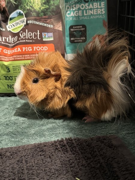 Sweet 6 month old Guinea Pig Rehome
