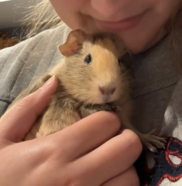 9 Month Old Boy Guinea Pig Waterloo/London ON