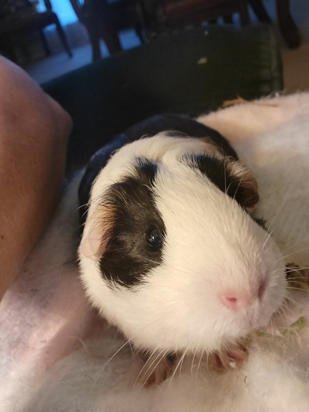 Rehoming 2 Female Bonded Guinea Pigs