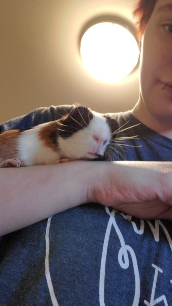 2 male guinea pigs for rehome