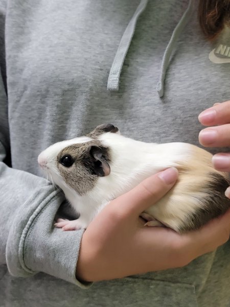 Need to rehome several guinea pigs