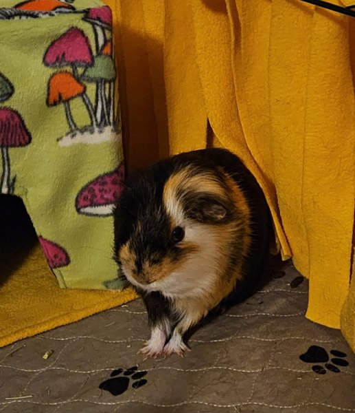 Male piggies in need of new home