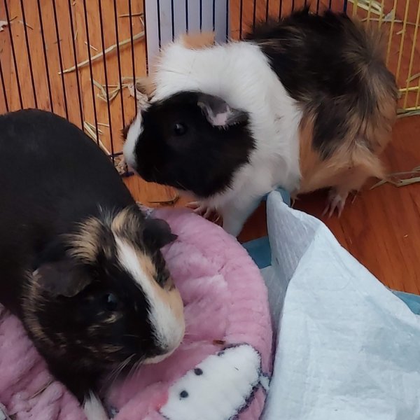 Trying to rehome two female guinea pigs