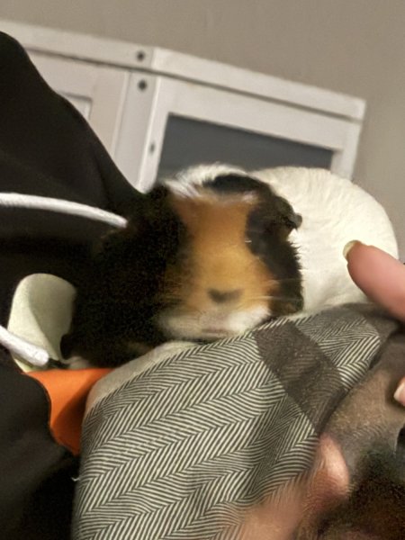 2 sweet female Guinea Pigs need more room