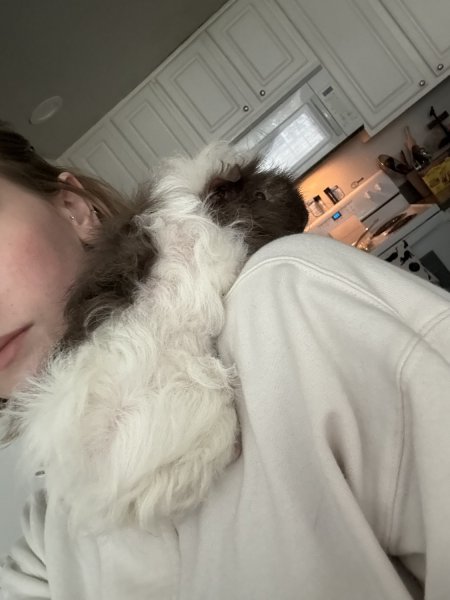 Guinea Pig Looking for a Loving Home ?