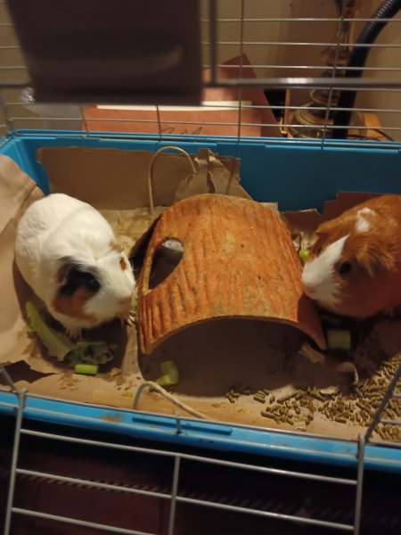 2 friendly bonded males