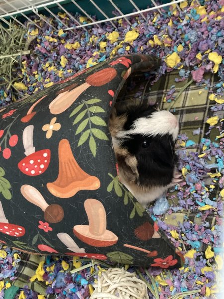 Female and Male Rehome