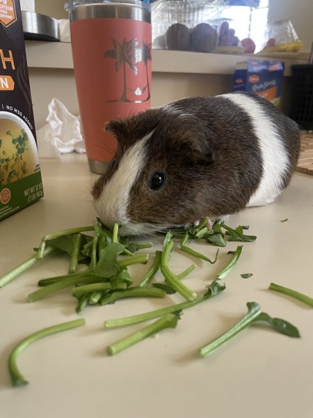 Peanut needs a Friend