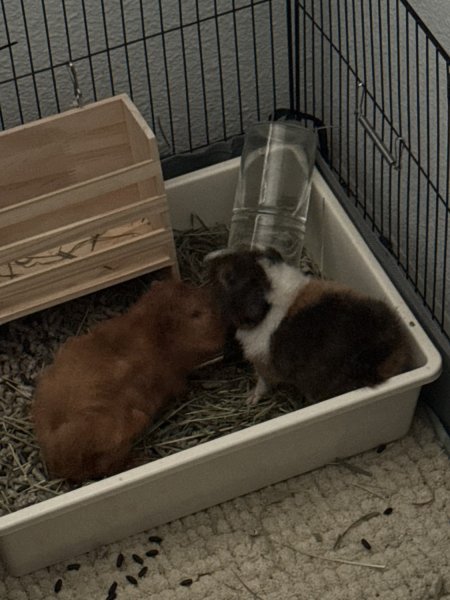 Guineas for sell