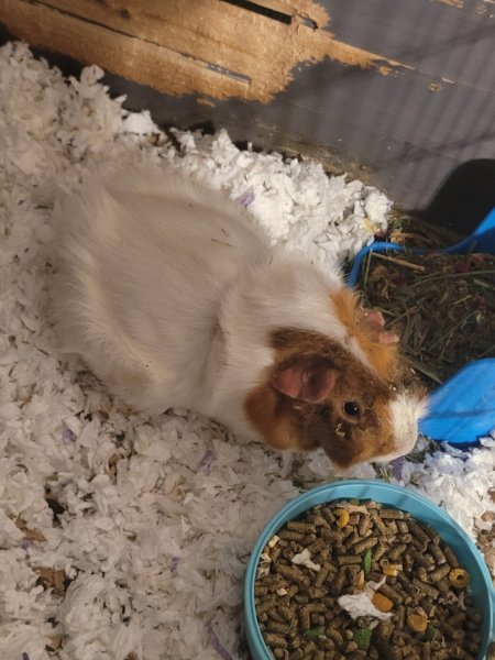 Sweet guinea pig needs a new home.