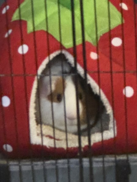 2 male guinea pigs under 5 months