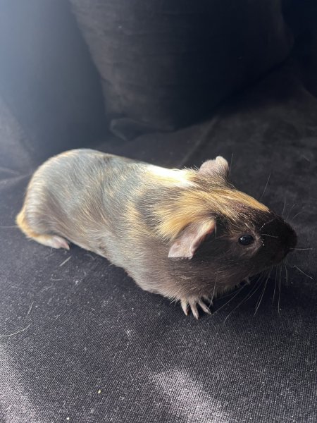 Male Guinea Pig For Sale Urgently