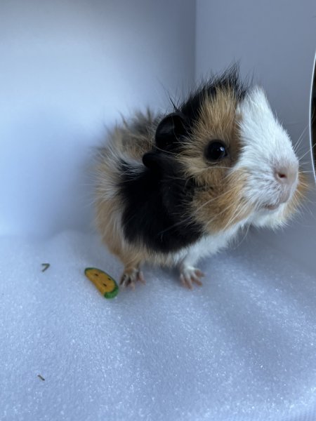 10 Week Old Male Guinea Pig