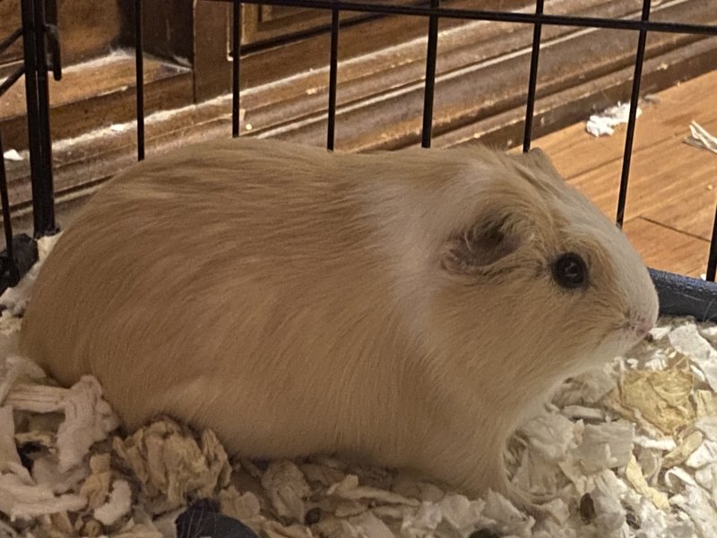 Butter Female Guinea Pig