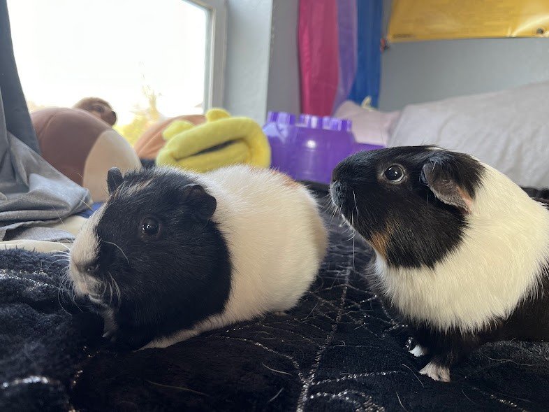 Two Female Guinea Pigs Needing New Home