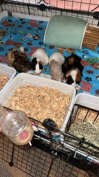 4 Female Guinea Pigs