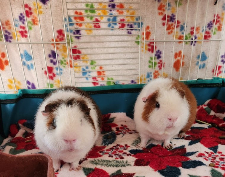 Bonded male Teddy Guinea Pigs need a home!