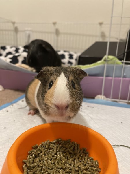 Two sweet females for adoption!