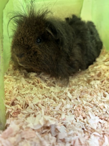 Adult Guinea Pig Rehoming