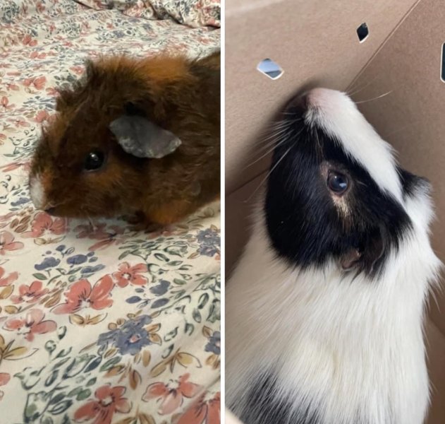 Two male guinea pigs, together for a year