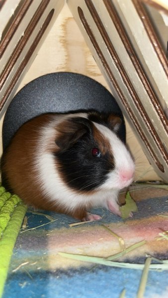 2 beautiful boy guinea pigs need rehoming