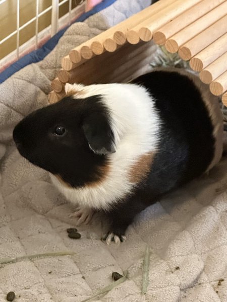 Female Guinea Pig w/ Cage, Supplies, Hides