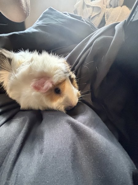 Looking to rehome Fawn