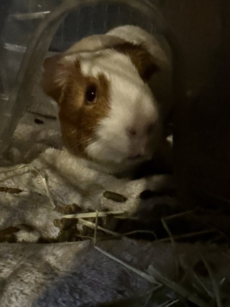 2 year old female and 5 week old male Guinea