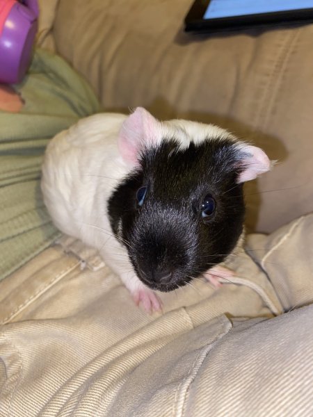 Oreo &amp;amp; Gunner adorable gal pals!