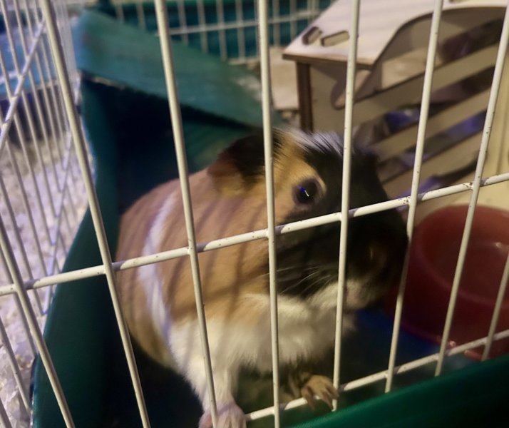 Male Guinea pig 2 years old calm and chill