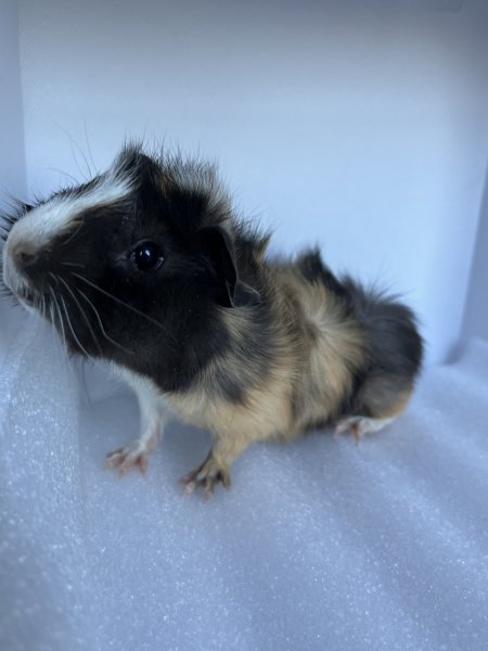 10 Week Old Male Guinea Pig