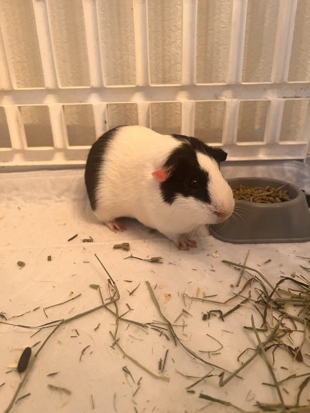 2 male bonded guinea pig brothers