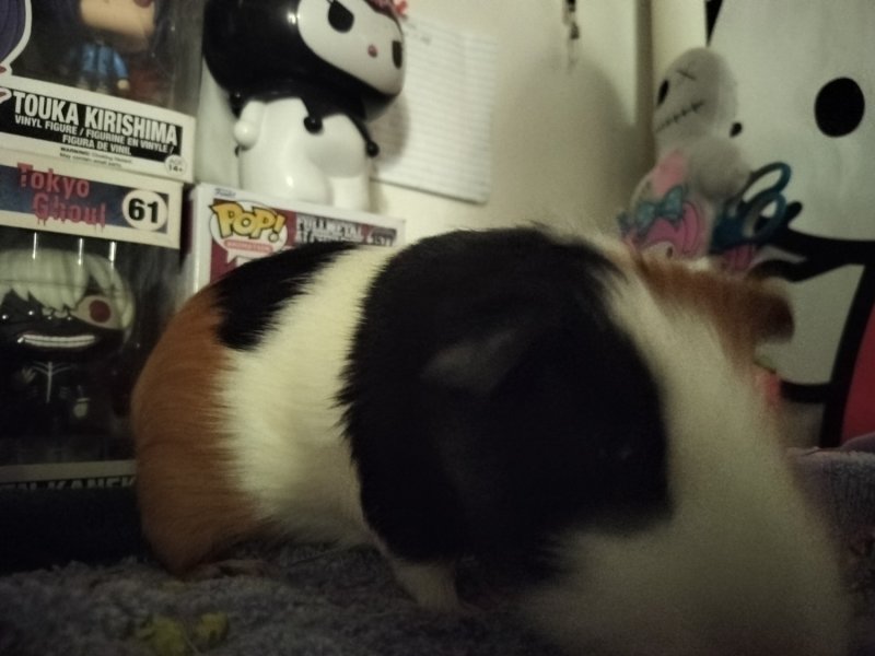 Sweet male piggy needing a good home!